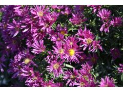 Aster novi - belgii 
