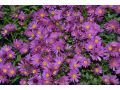 Aster novi - belgii 