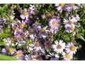 Aster novi - belgii 