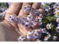 Aster ericoides 