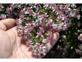 Aster lateriflorus 
