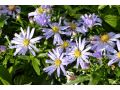 Aster dumosus 