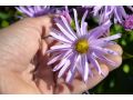 Aster novi - belgii 