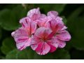 Pelargonium zonale 