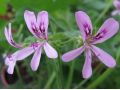 Pelargonium 