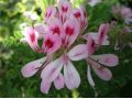 Pelargonium 