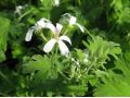 Pelargonium 