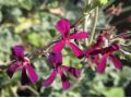 Pelargonium sidoides - pelargonie, muškát