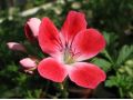 Pelargonium 