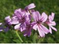 Pelargonium 