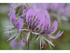 Pelargonium cordifolium - pelargonie, muškát značka zahradnictví