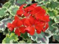 Pelargonium zonale 