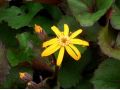 Ligularia dentata 