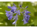 Agapanthus 