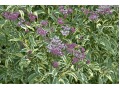 Eupatorium fortunei 