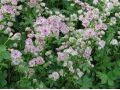 Astrantia major 
