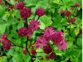 Astrantia major 