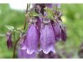 Campanula punctata 