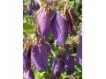 Campanula hybrid 