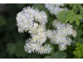 Thalictrum aquilegifolium 