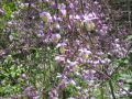Thalictrum 