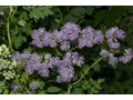 Thalictrum aquilegifolium  - žluťucha orlíčkolistá