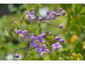 Thalictrum rochebruneanum - žluťucha