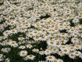 Leucanthemum x superbum 