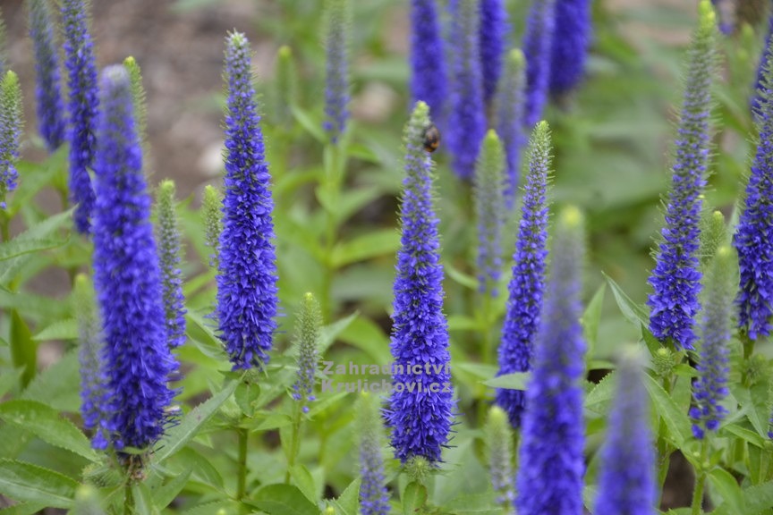 Veronica ( Pseudolysimachion ) spicata " Goodness Grows " - rozrazil