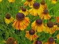 Helenium 