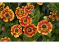 Helenium 