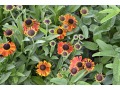 Helenium 