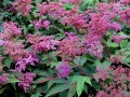 Filipendula purpurea - tužebník