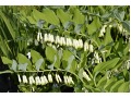 Polygonatum multiflorum - kokořík mnohokvětý