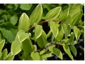 Polygonatum falcatum 