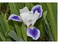 Iris x barbata Nana ( Iris pumila )