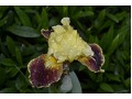 Iris x barbata Nana ( Iris pumila )