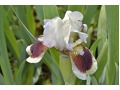 Iris x barbata Nana ( Iris pumila )