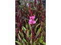 Gaura 