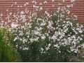 Gaura 