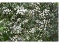 Anthriscus sylvestris 