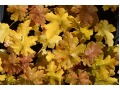 Heuchera 