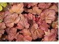 Heuchera 