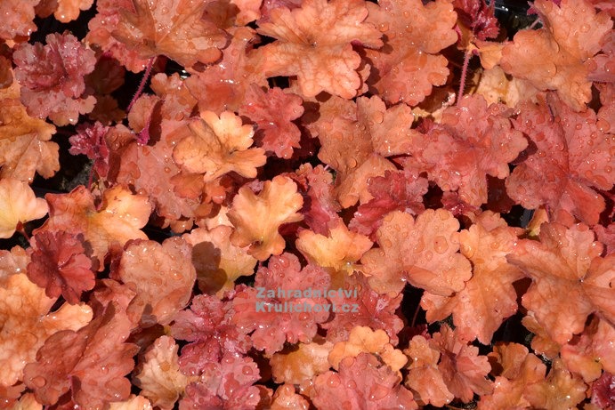 Heuchera 