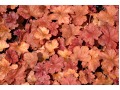 Heuchera 