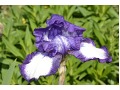 Iris germanica 