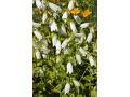 Campanula takesimana 