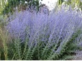Perovskia atriplicifolia 