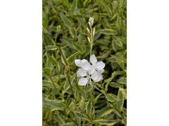 Gaura lindheimeri 