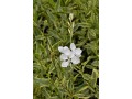 Gaura lindheimeri 